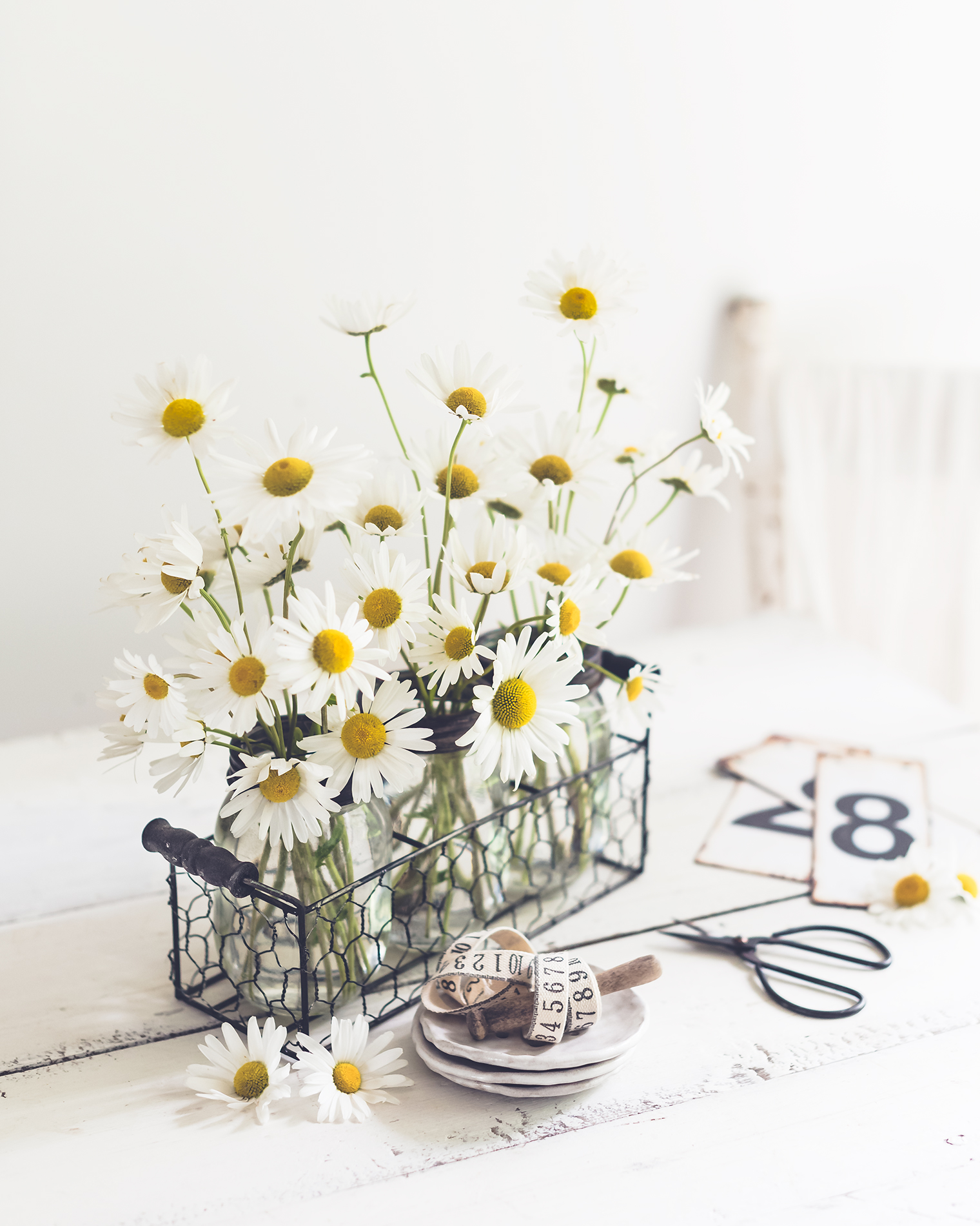 Oxeye Daisies and a Dream